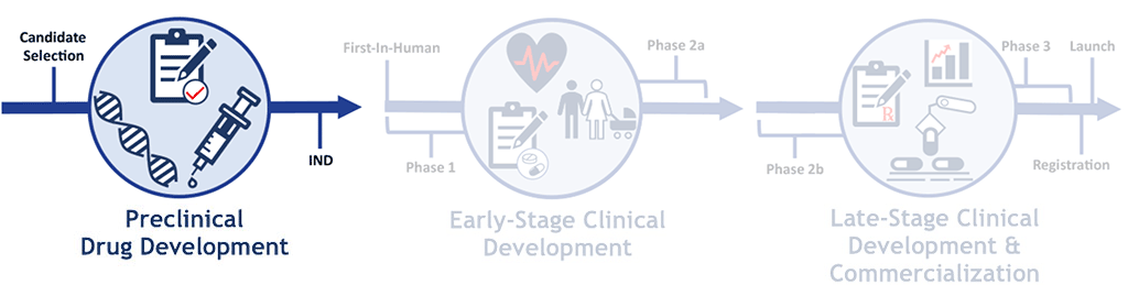 Preclinical Phase Of Drug Development